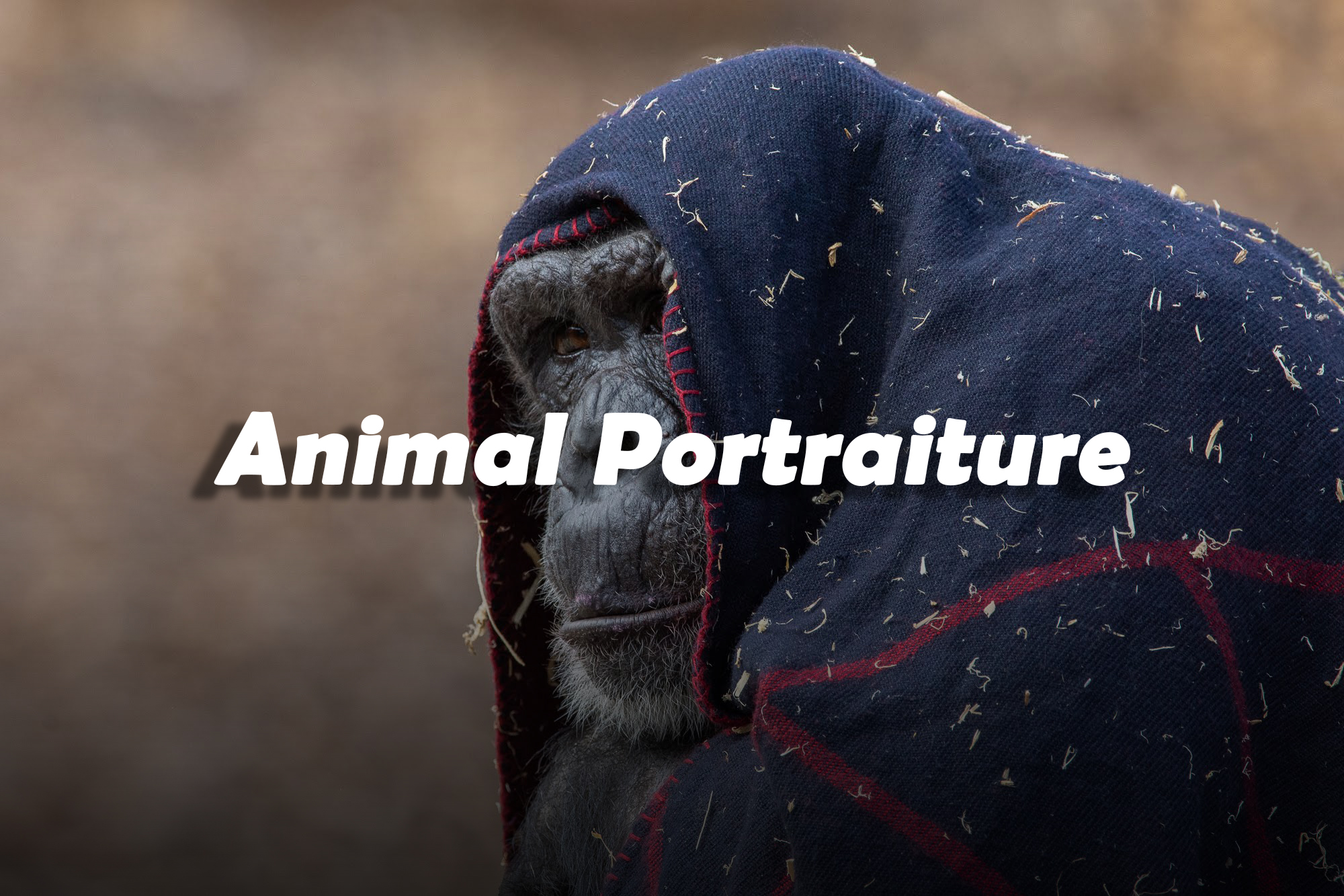 animal portraiture title
