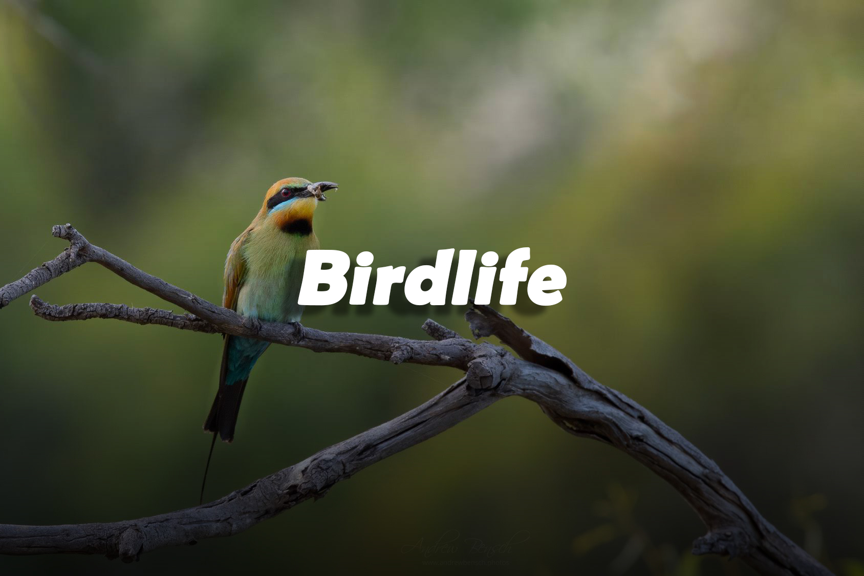 birdlife thumbnail
