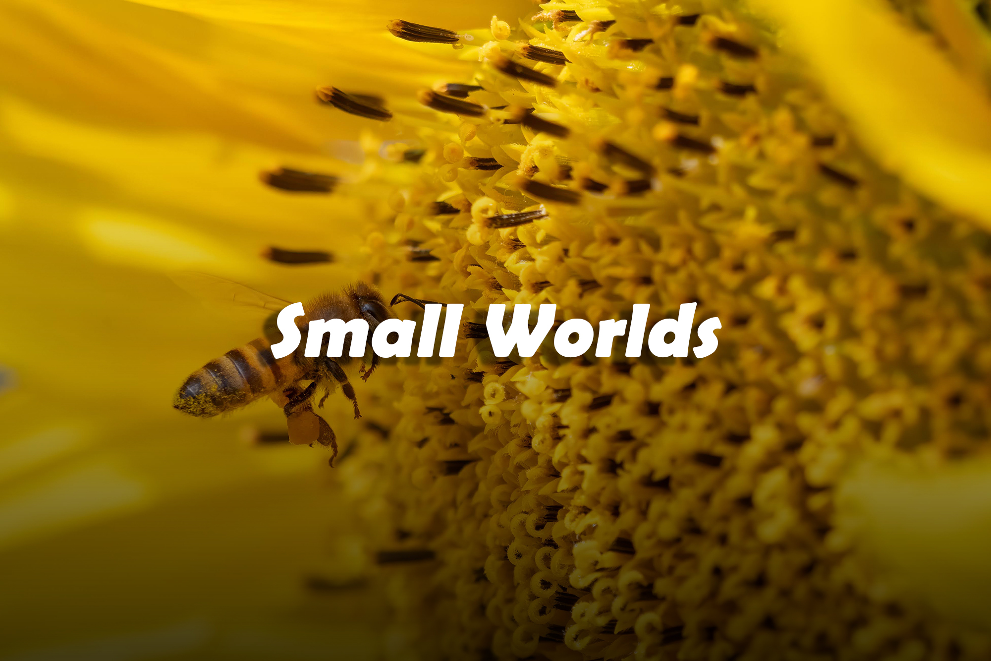 small worlds thumbnail