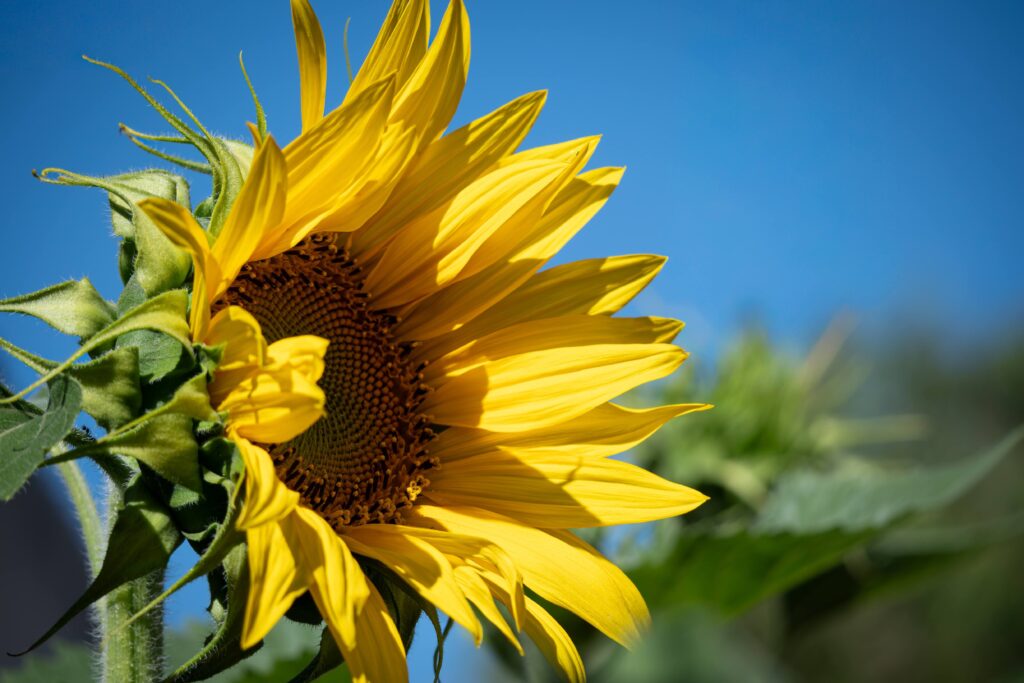 how sunflowers rekinded sunflowerimage