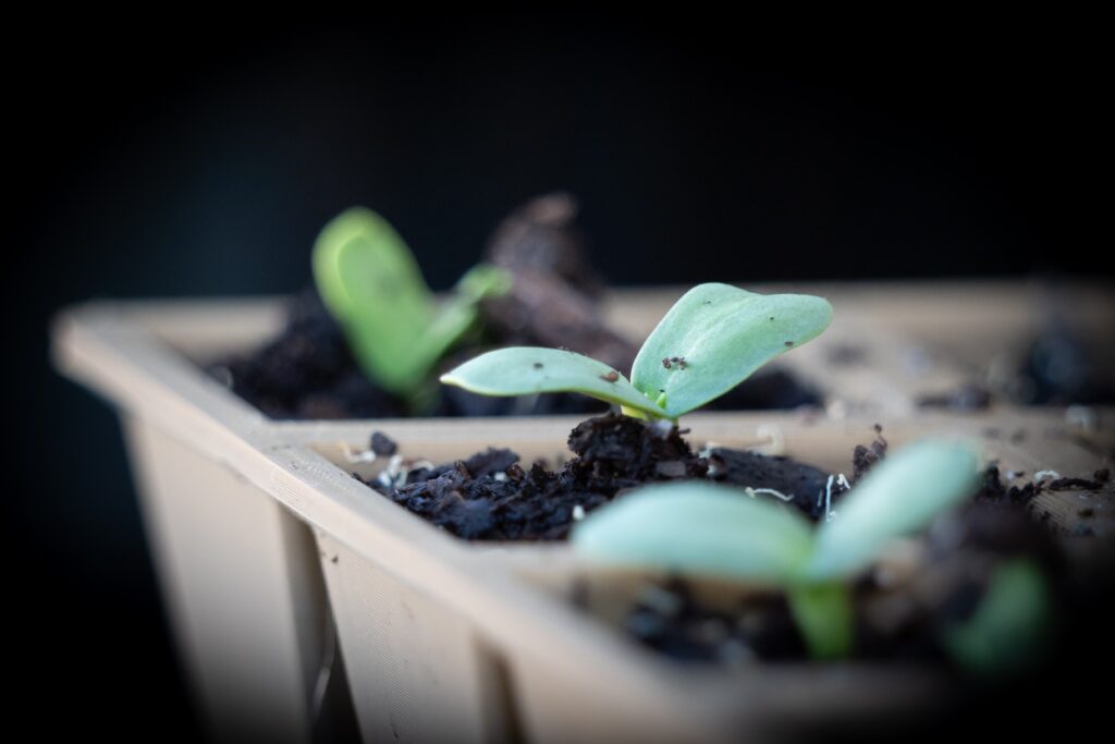 How Sunflowers Rekindled My Passion for Photography how sunflowers rekindled seedlings