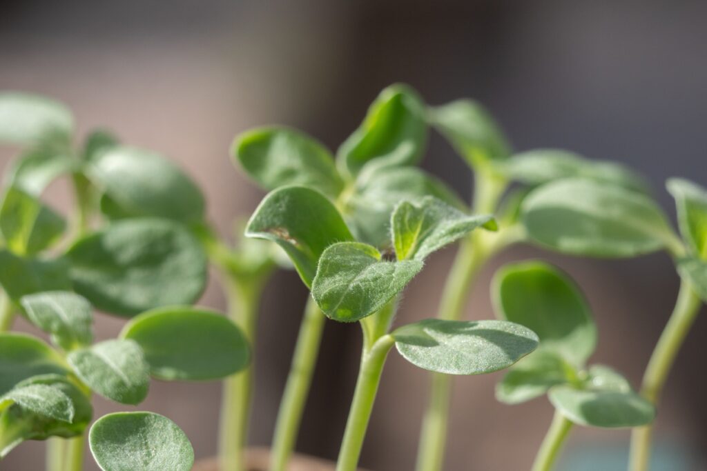 How Sunflowers Rekindled My Passion for Photography how sunflowers rekindled seedlings2