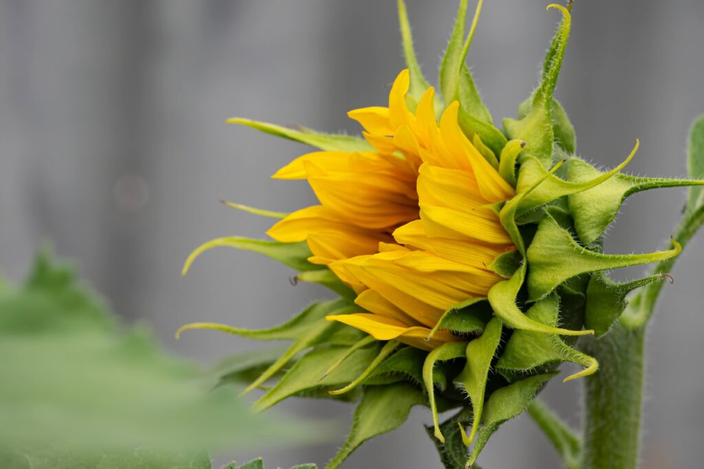 How Sunflowers Rekindled My Passion for Photography how sunflowers rekindled sunflower2