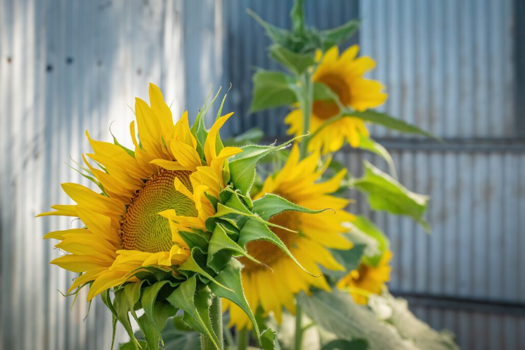 How Sunflowers Rekindled My Passion for Photography how sunflowers rekindled sunflower3