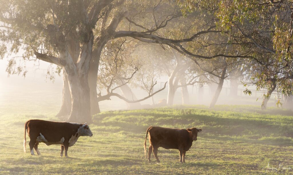 being a mindful photograper cows