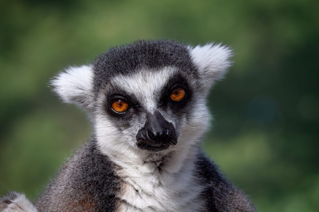 being a mindful photographer lemur